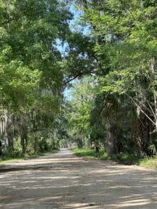 Dirt Road Trees