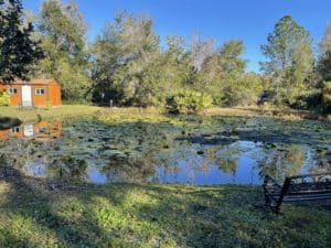 Pond trees