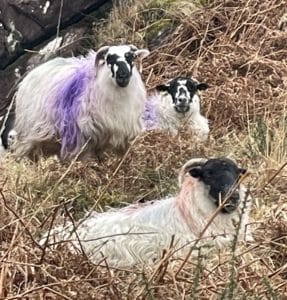 A group of sheep with purple hair standing in a grassy area.