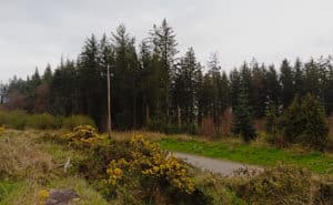 Forest on Mount Pelier Ireland