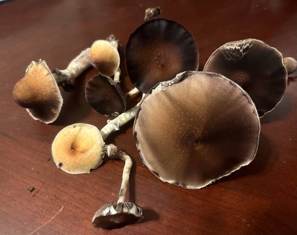Natural mushrooms