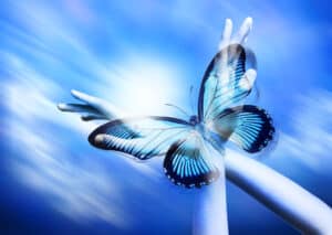 Blue Butterfly